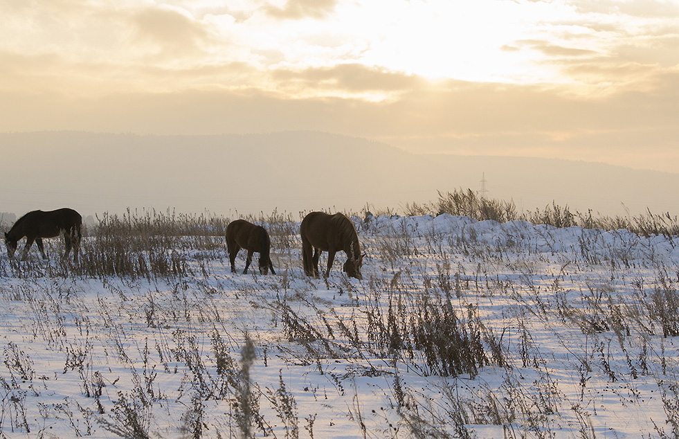 �� ������ ������