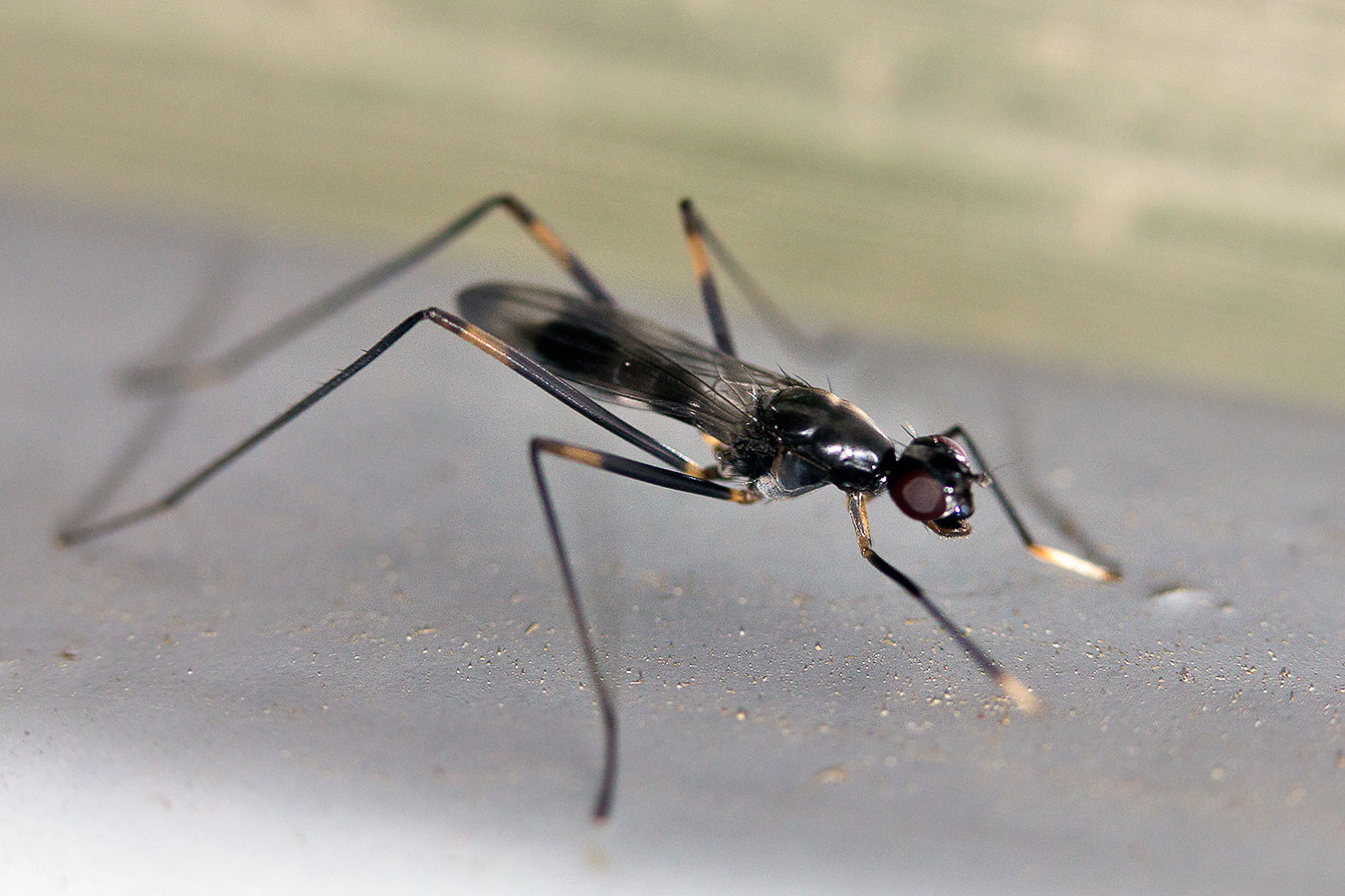  Rainieria calceata