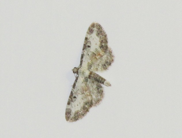 Eupithecia succenturiata?
