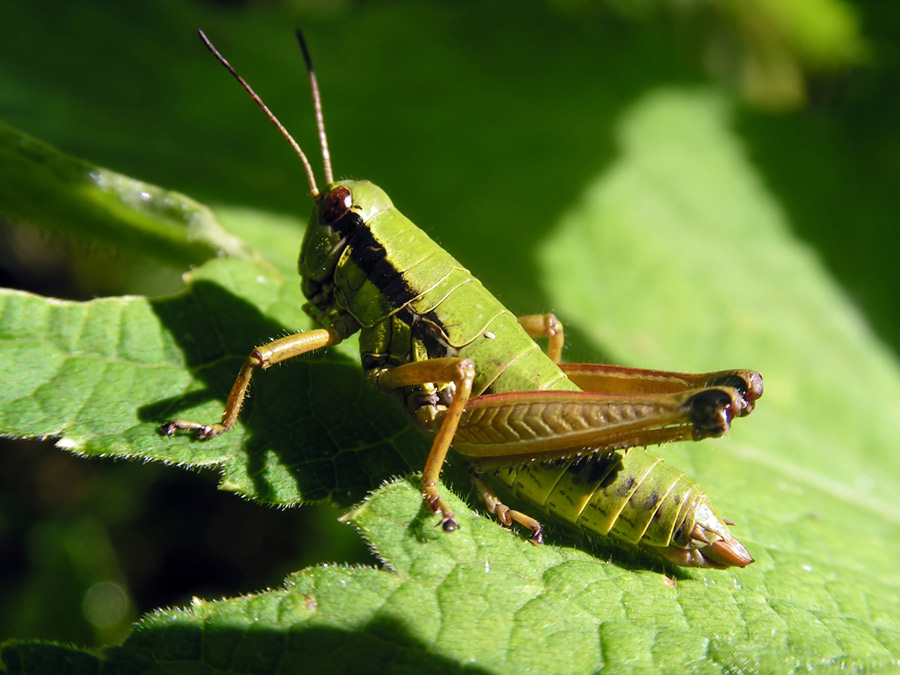Primnoa primnoa