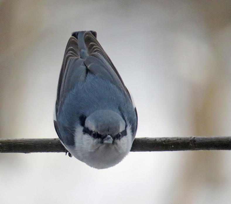 Angry Birds ( )