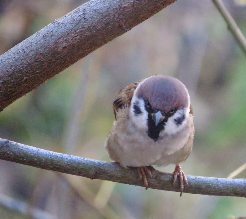 Angry Birds ( ) 2