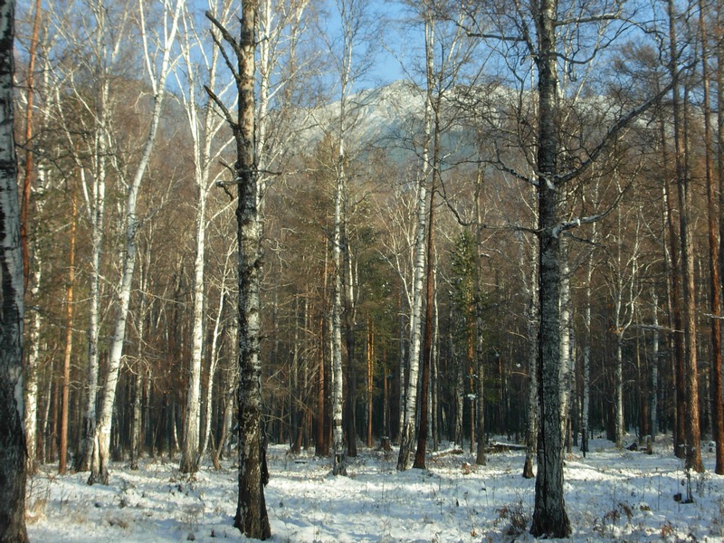 ���� ���������