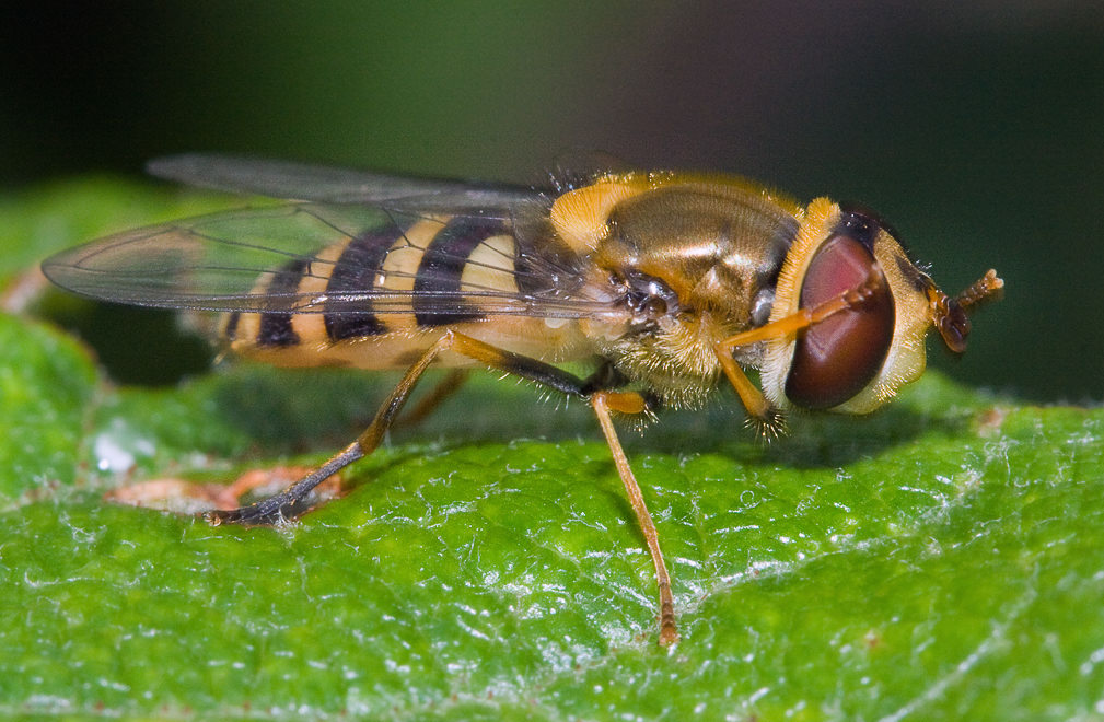   (Syrphus vitripennis)