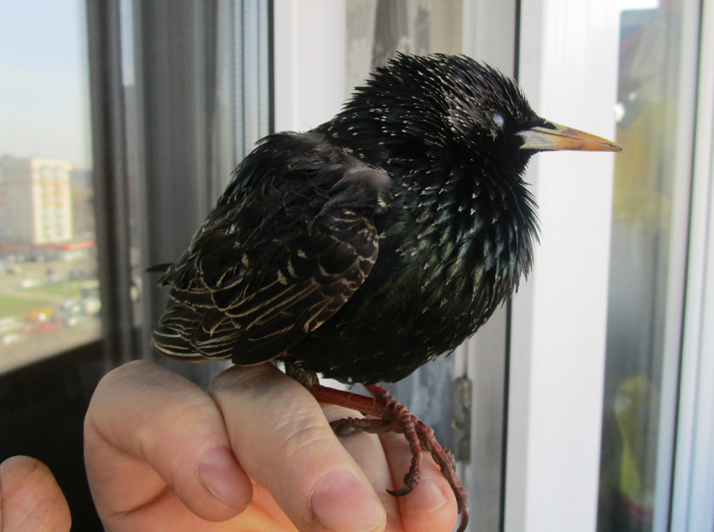 ������� �� ����������� ��� ������ ��������