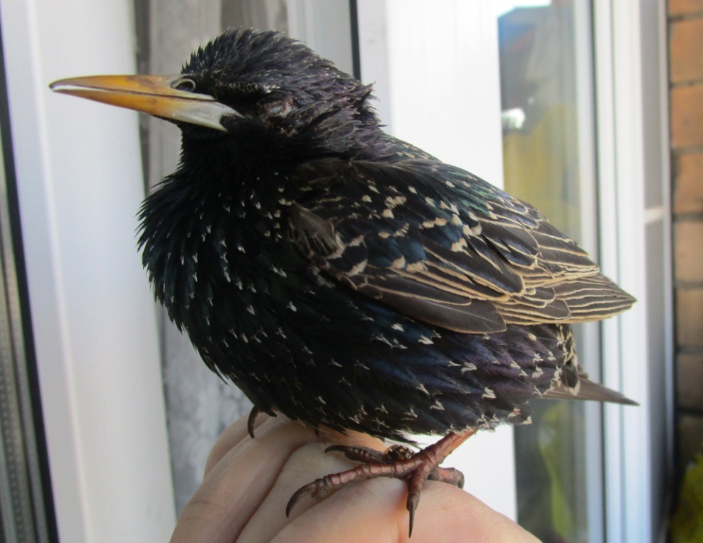 ������� �� ����������� ��� ������ ��������