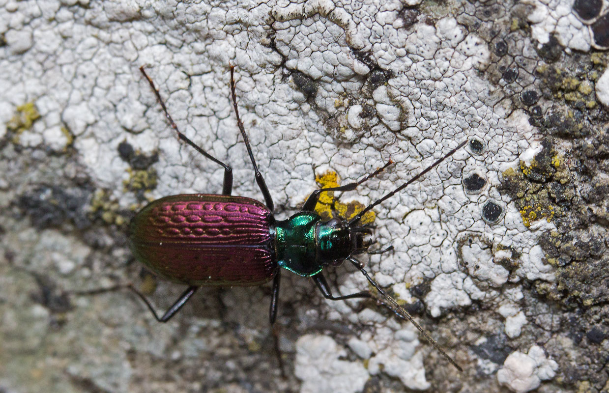   Nebria