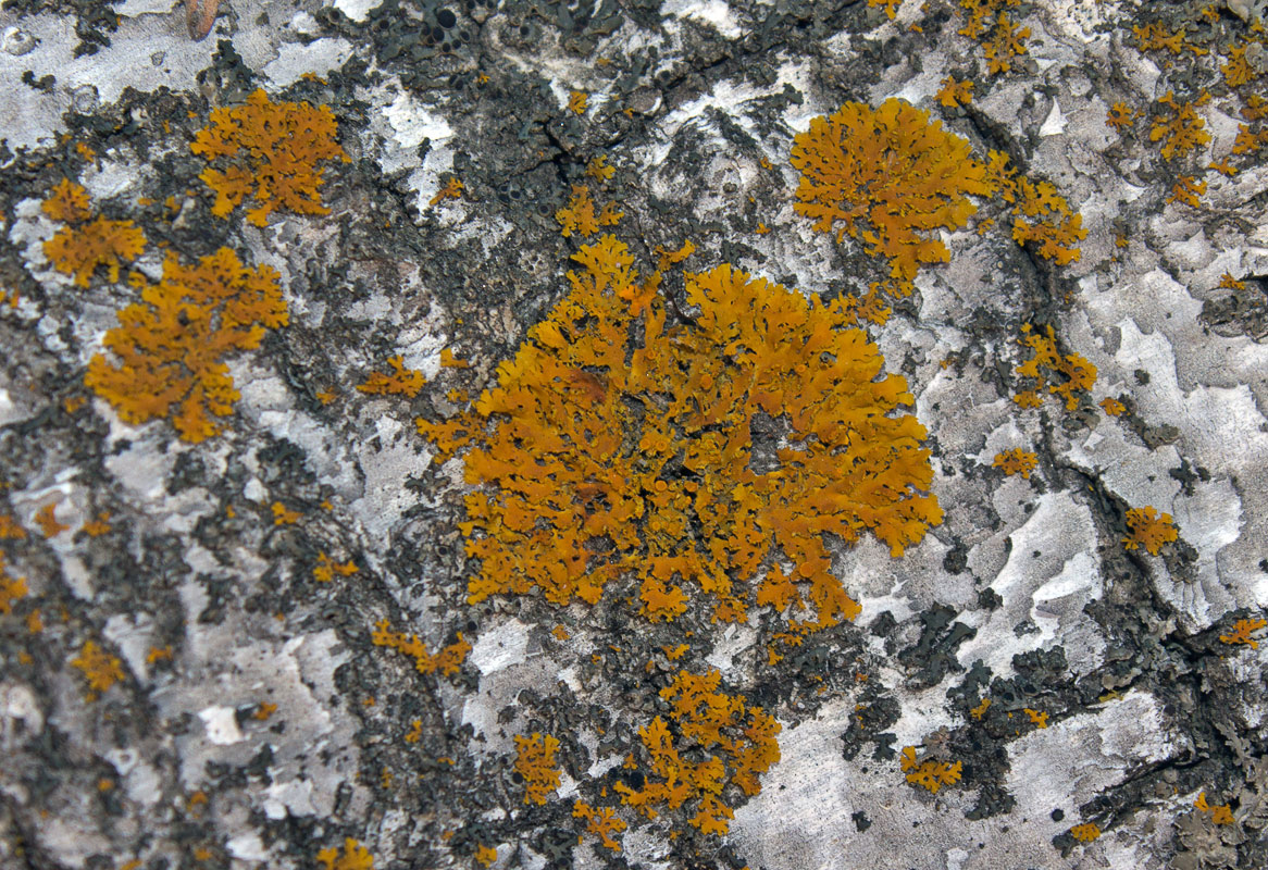 �������� �� �����