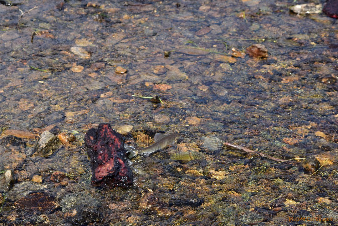 ������ ����������� ����� �� ����