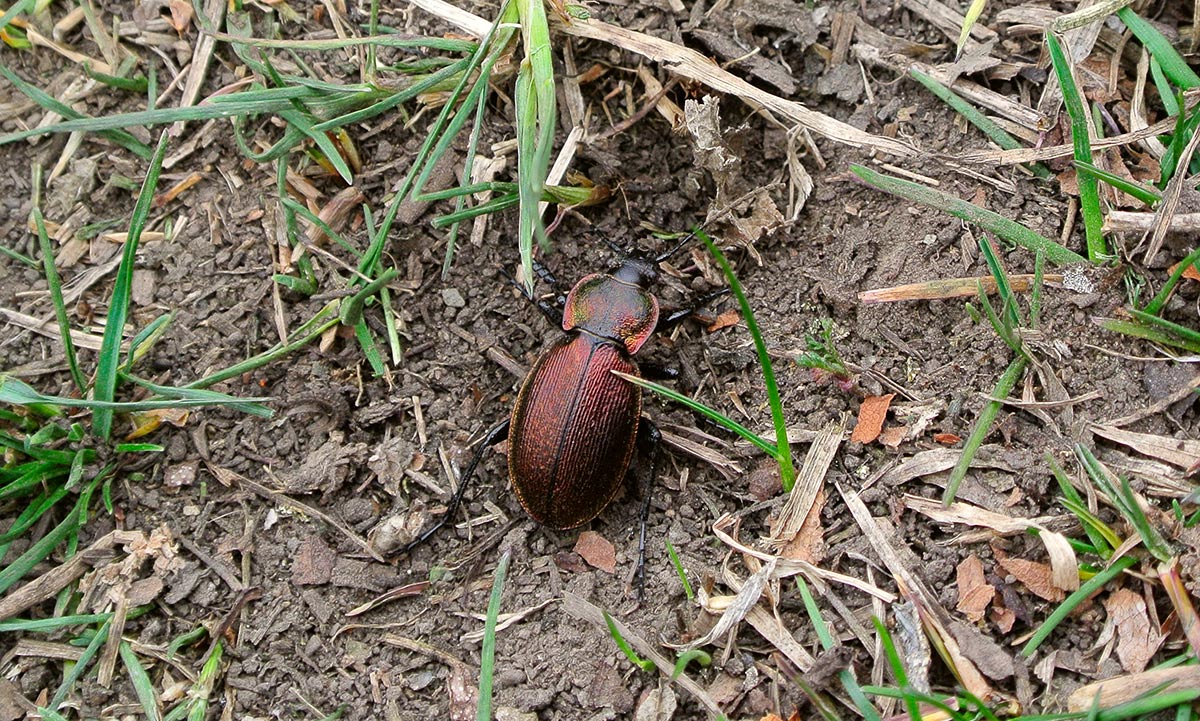    (Carabus regalis F.-W., 1822)