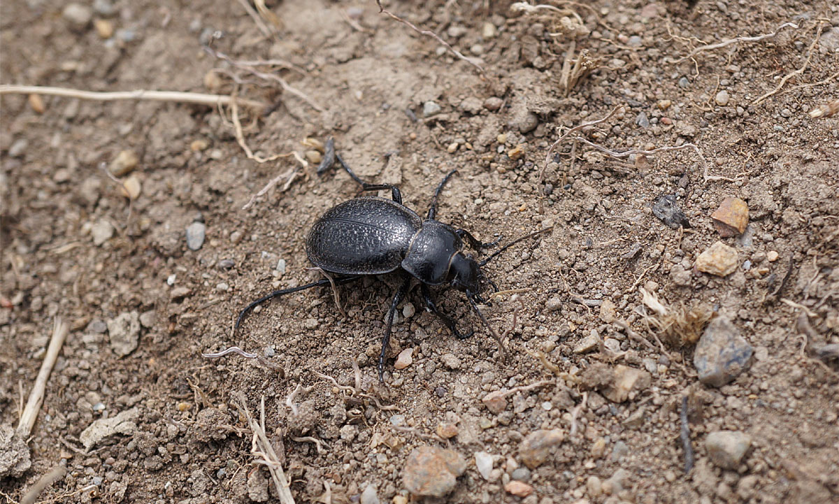 ׸   (Carabus kruberi F.-W., 1822)