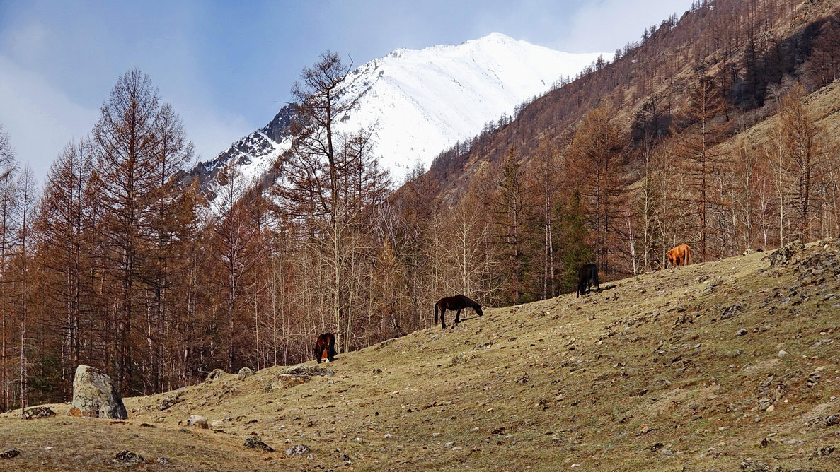 �� ������ ������