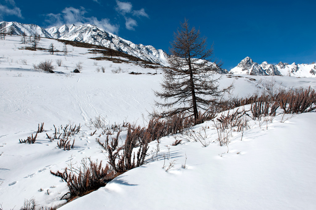 Граница леса