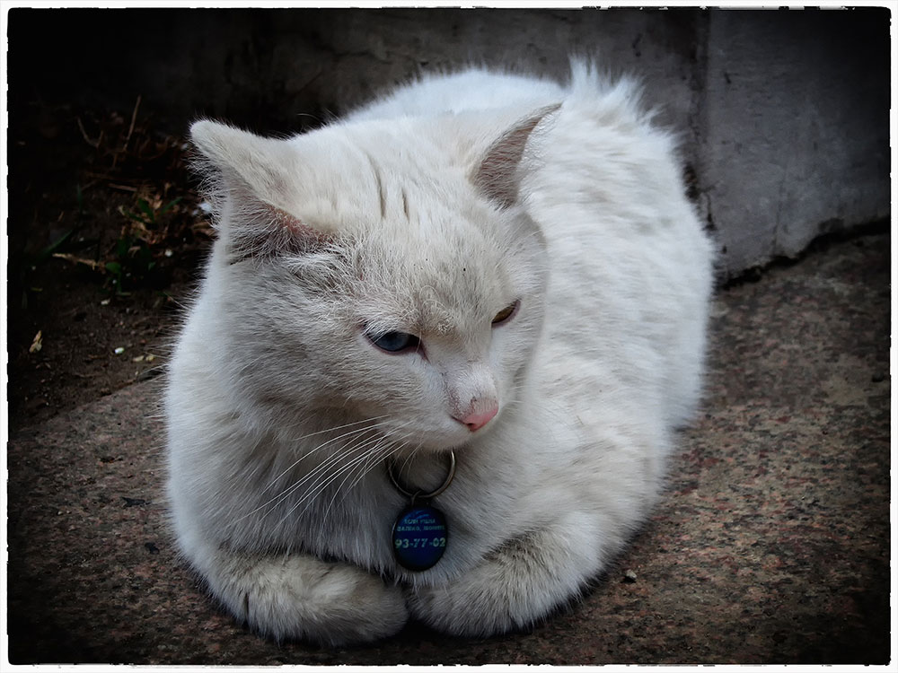 ����.  ���� ��� �������.