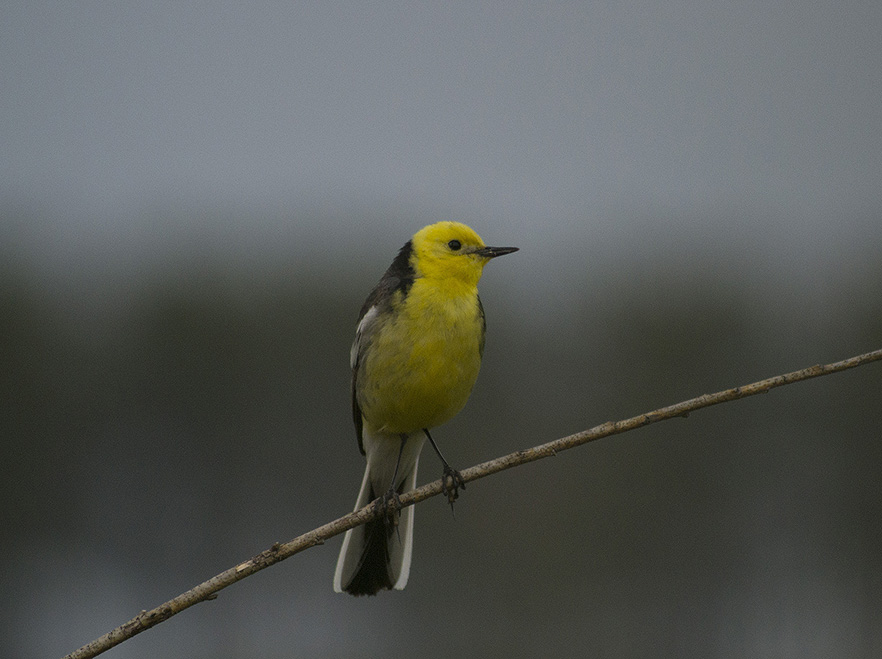 Ƹ   