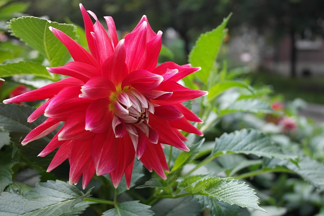 ������� �������