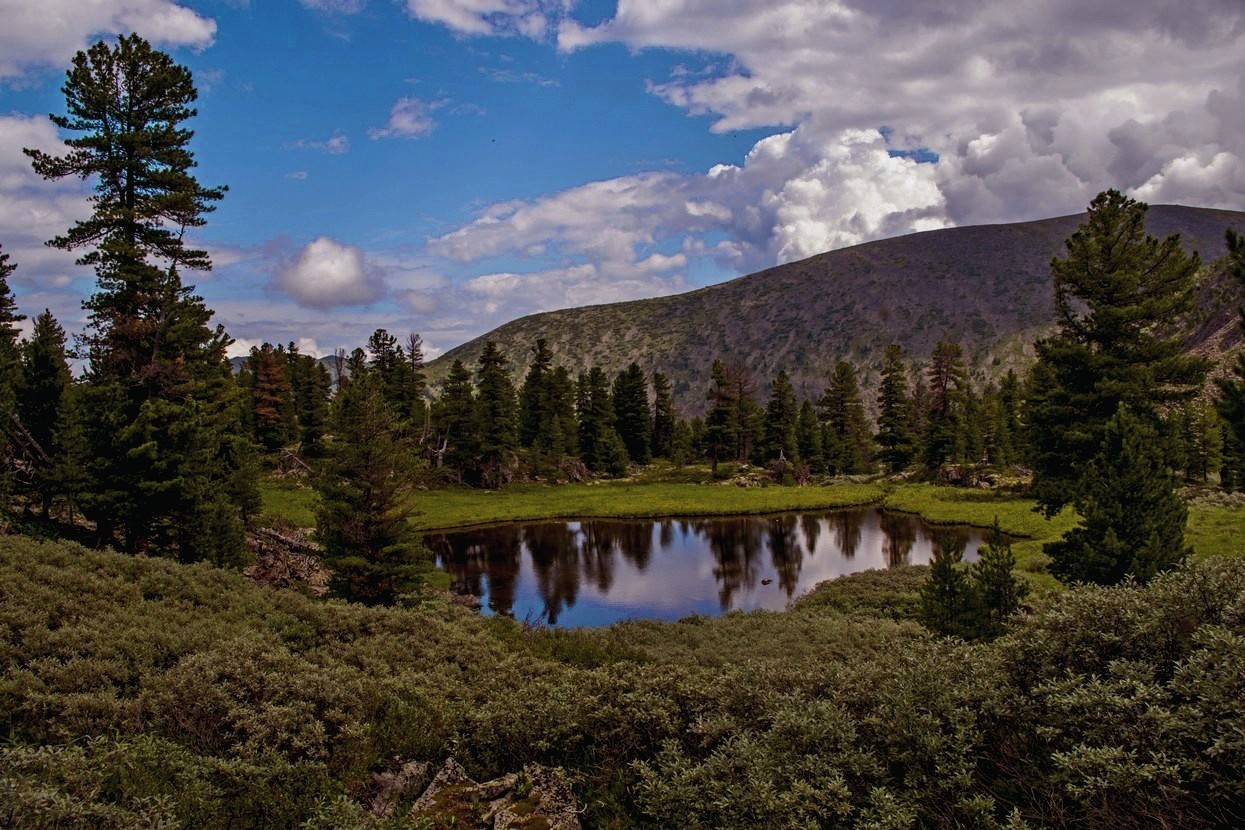 ������ ������