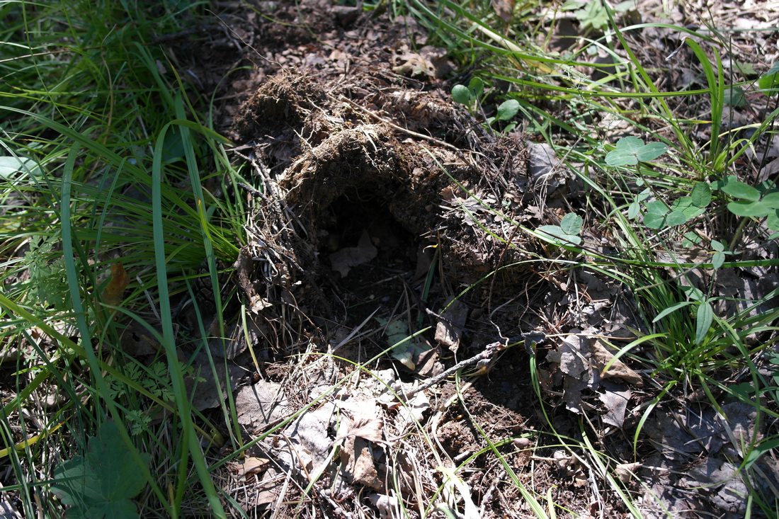 ������� �������