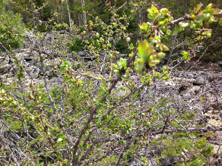 �������� ���������