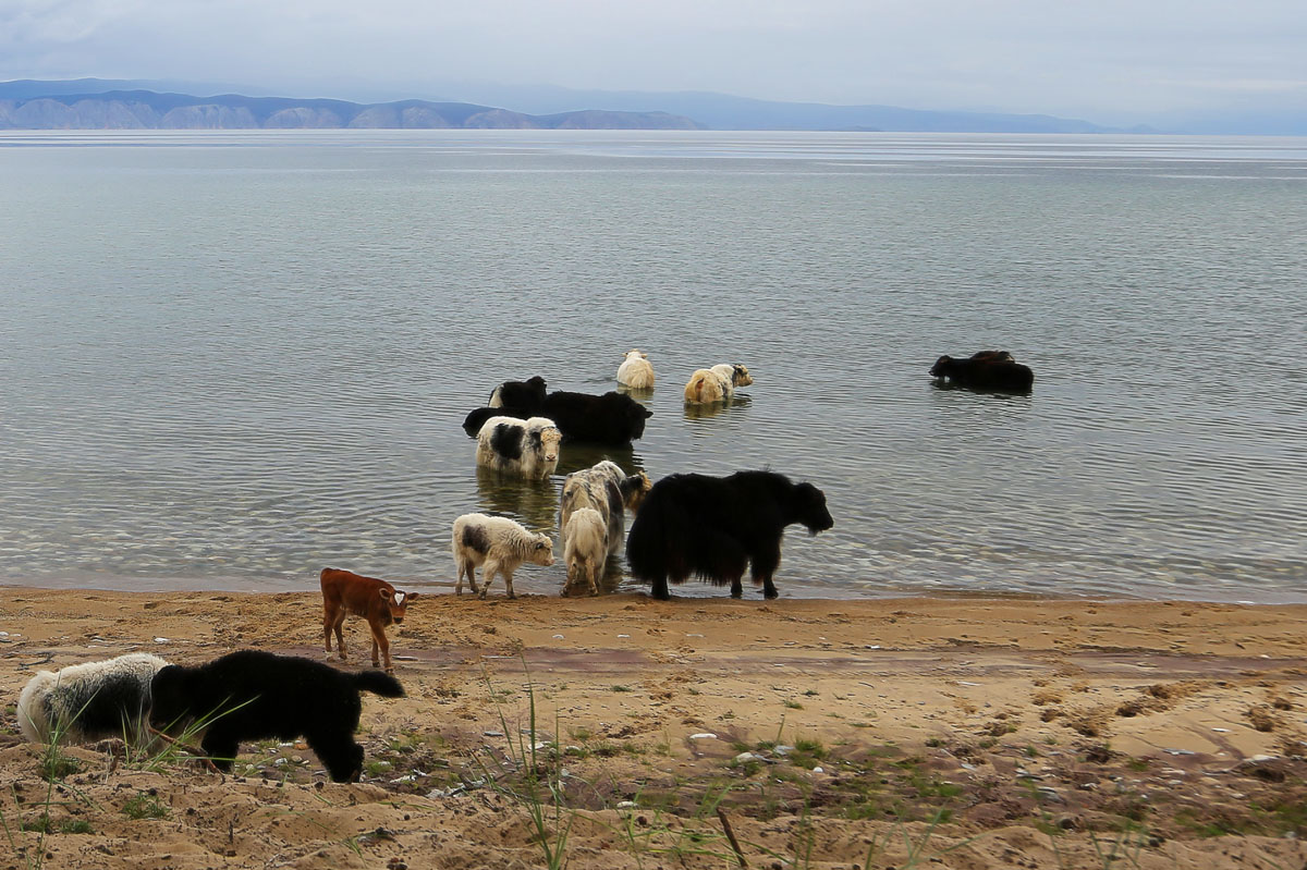 ���������� "��������"