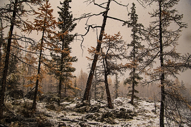 ������ ������� ����