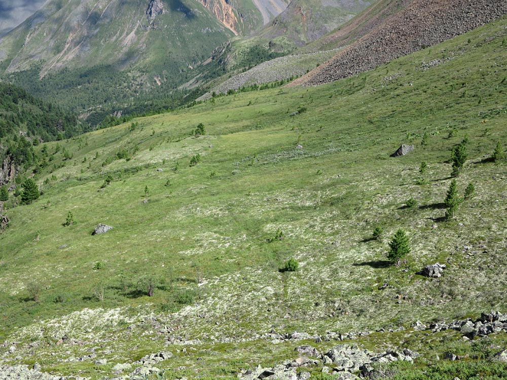 ����� ��� ����� �������