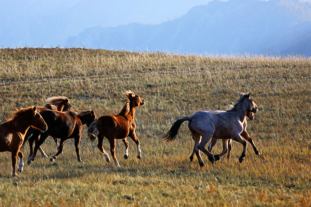 ������ ���� (�� ����������� �������)