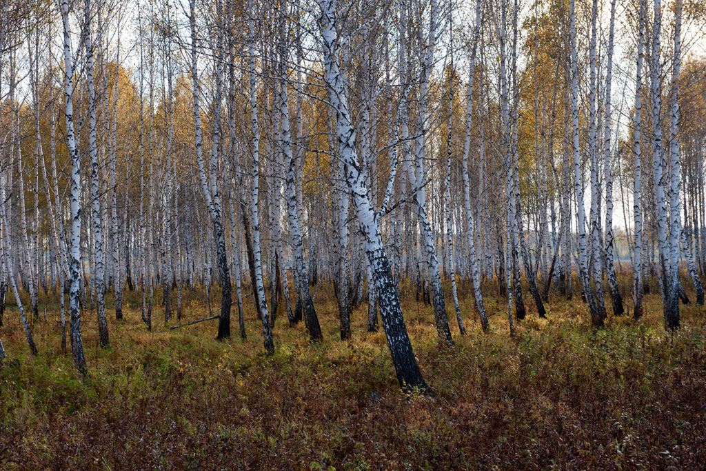 �����, ����� ���������