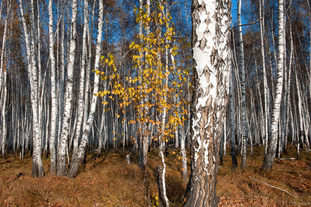 ����� ����� ����