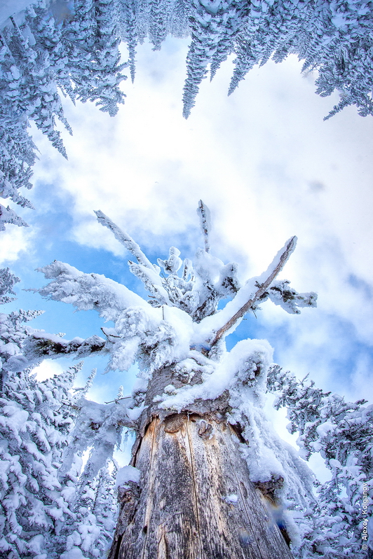 � ��������� ����