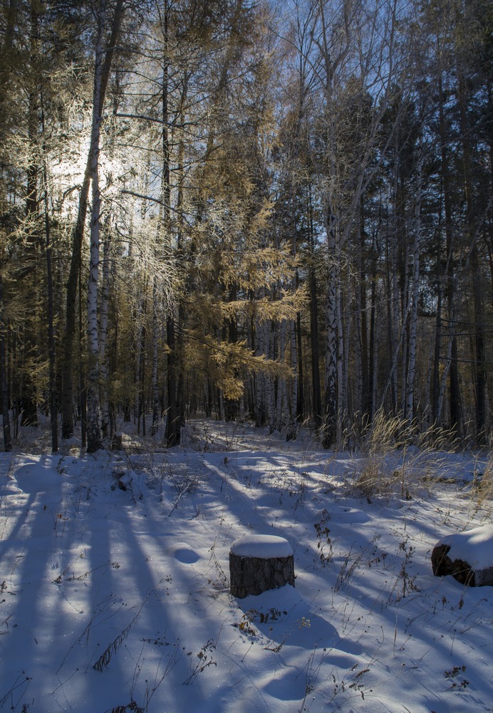 ������ ���������