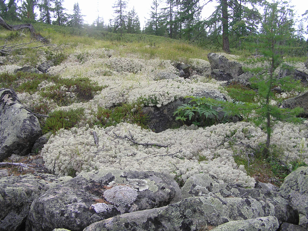 ������� ����