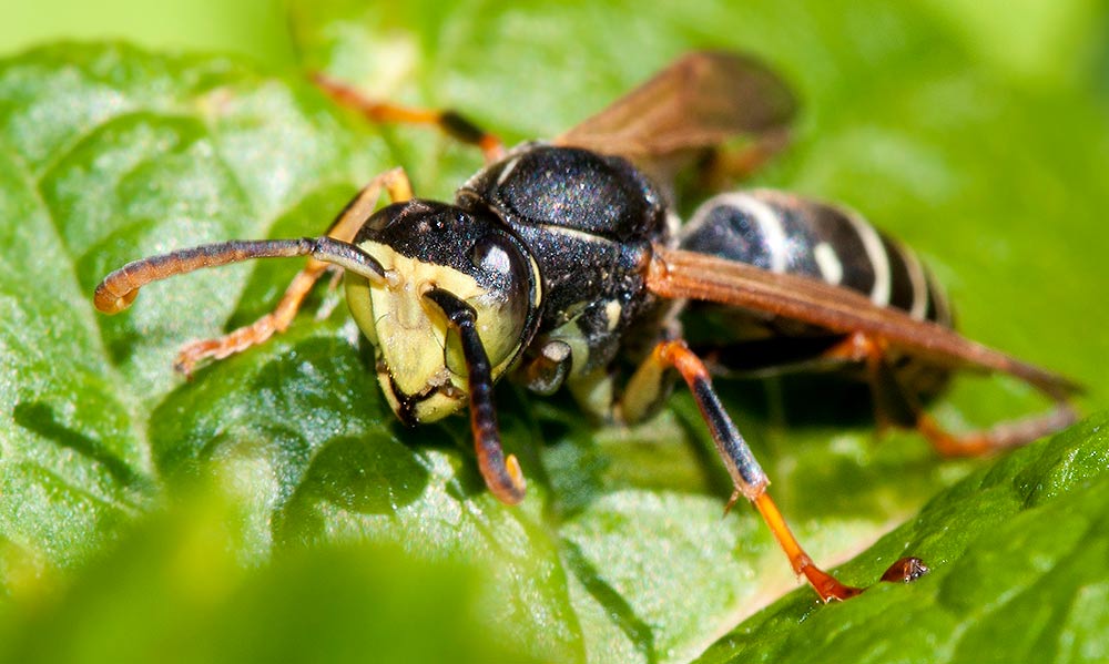   " " Polistes riparius