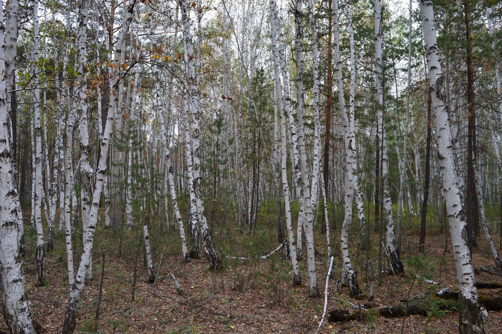 �������� ����