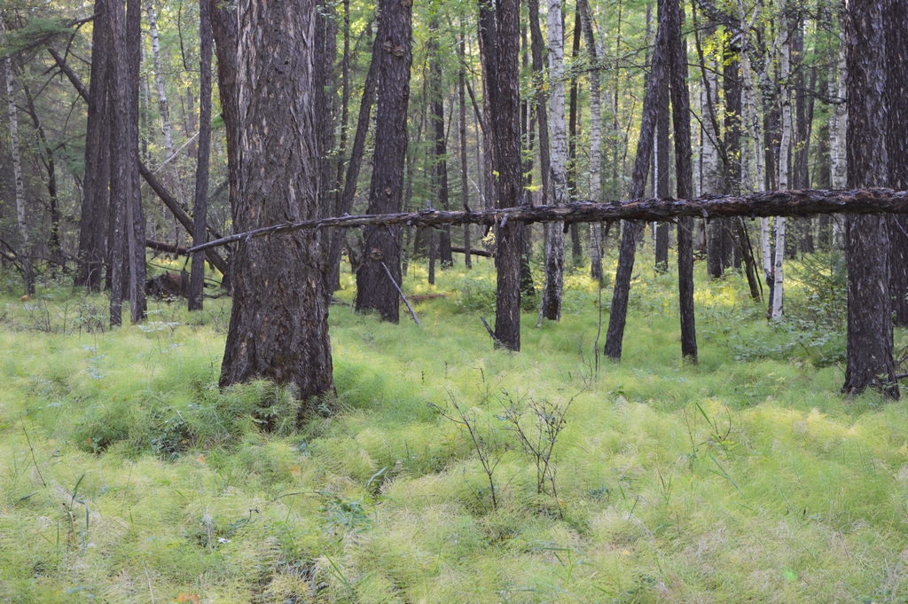 ������ �����-������