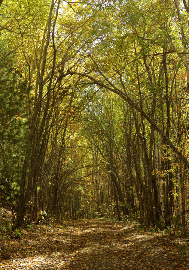 ����� �������� � ���������