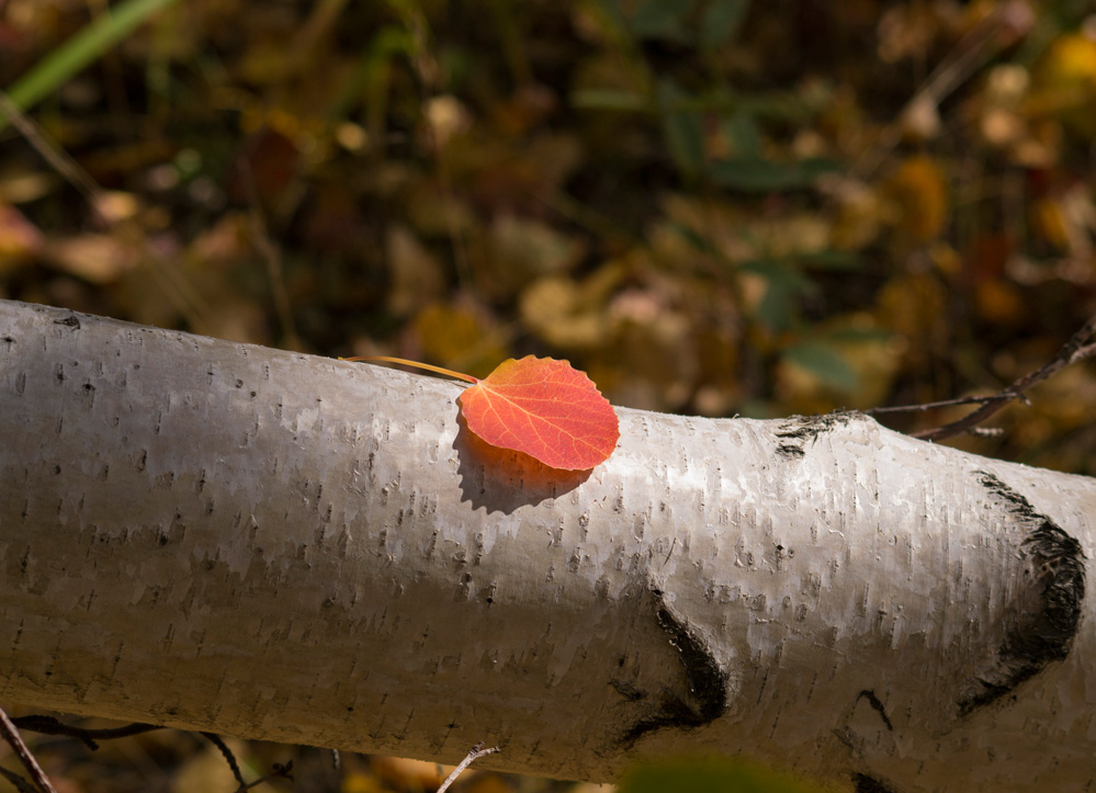 ������������ �����