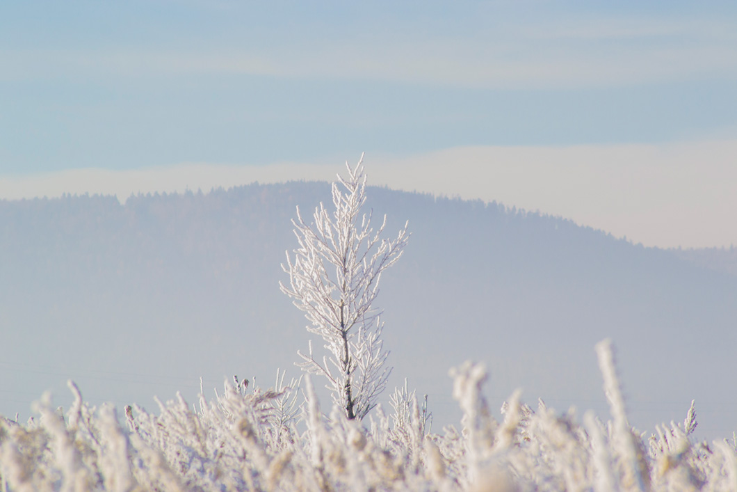 ����������� ���������