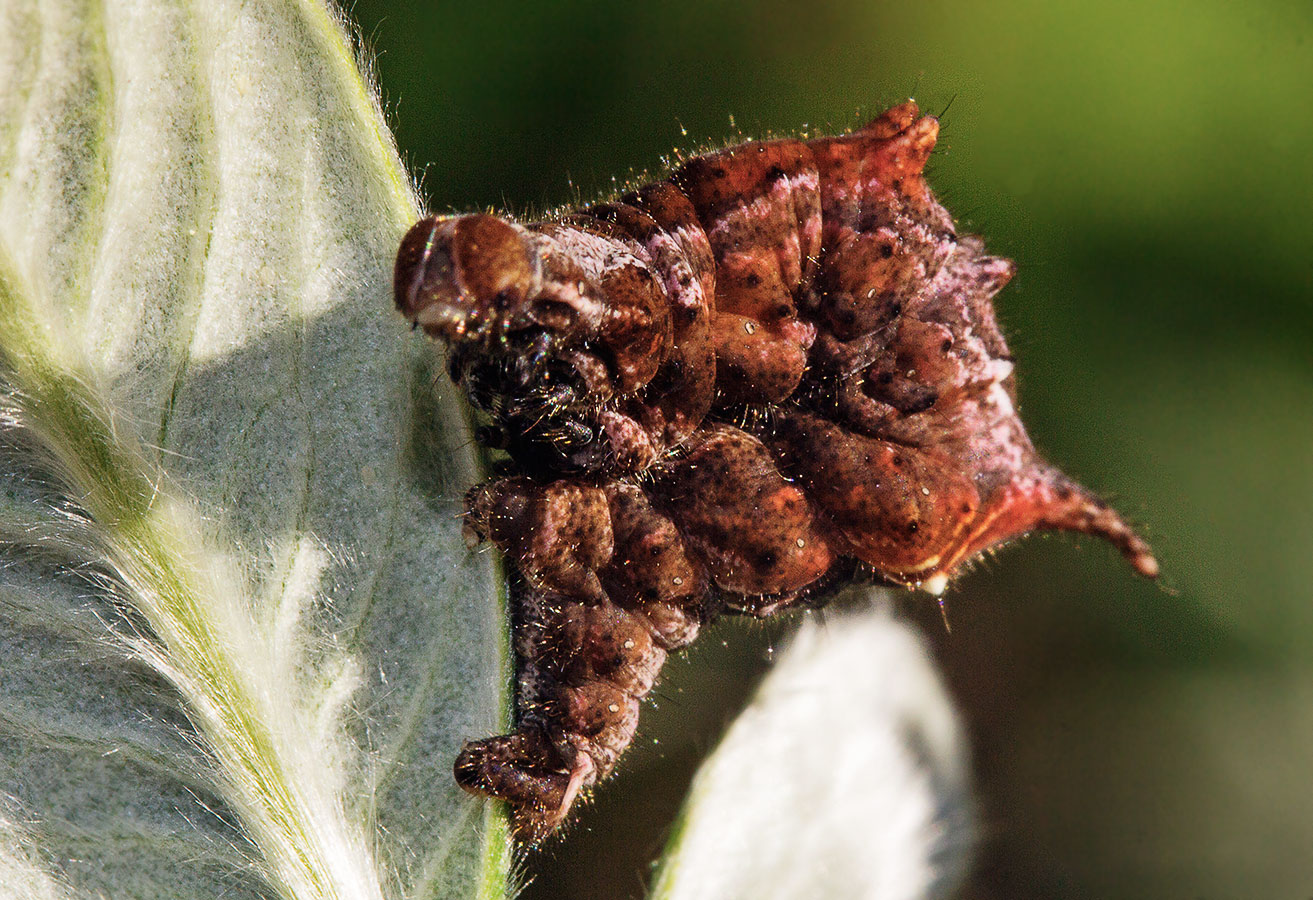    (Apeira syringaria)