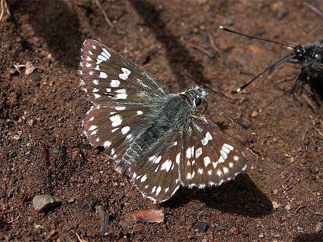  Syrichtus cribrellum