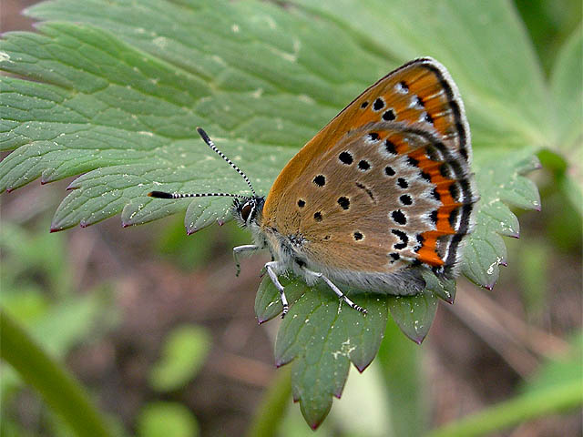  Lycaena helle