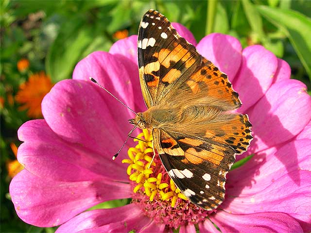  Vanessa cardui