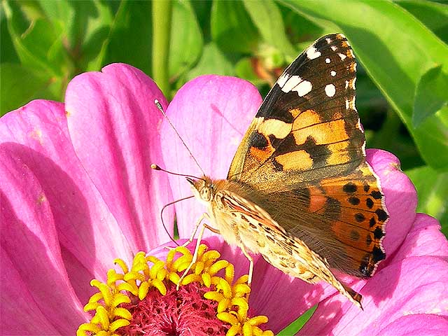  Vanessa cardui