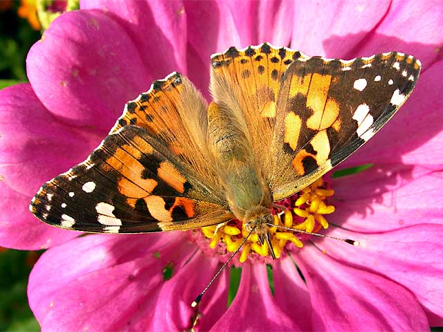 Vanessa cardui