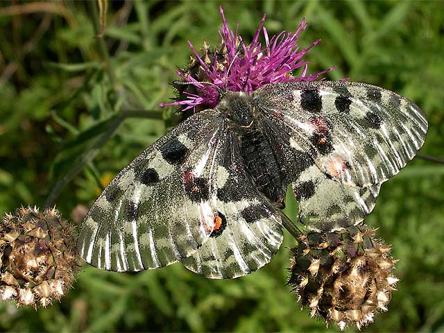  Parnassius nomion 
