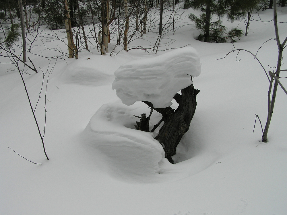 ������ ������