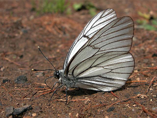  Aporia crataegi