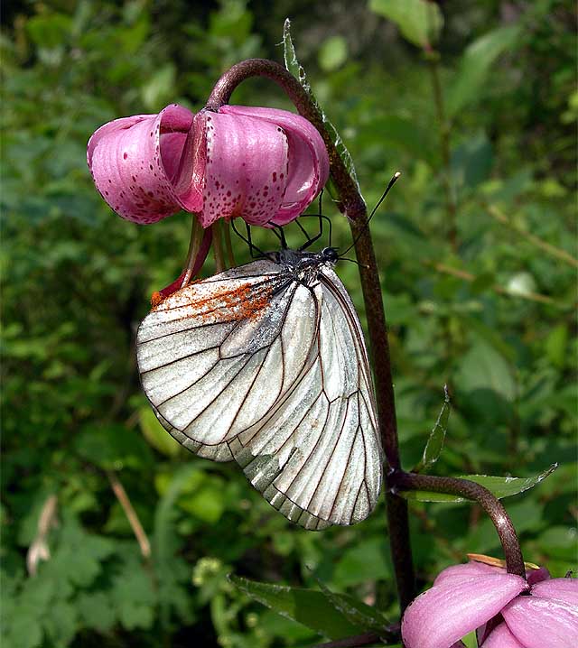  Aporia crataegi  