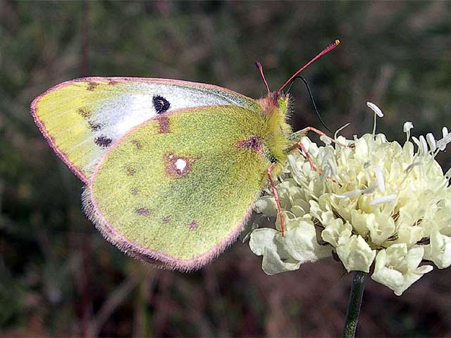  Colias hyale