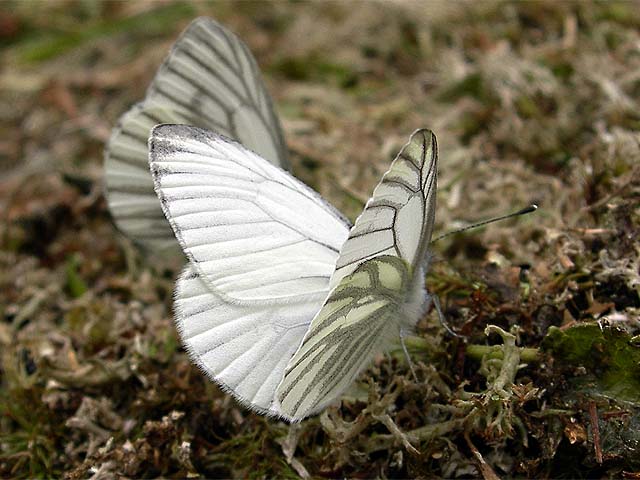  Pieris bryoniae